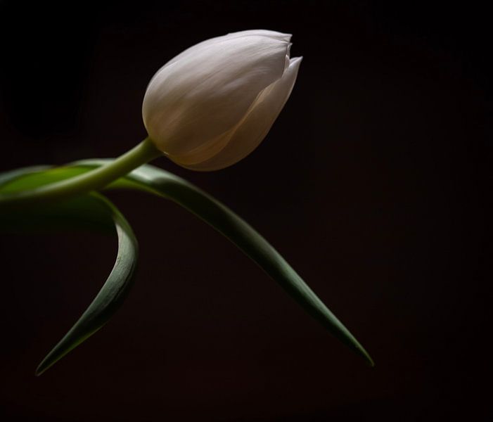Still life tulip by 2daysnature