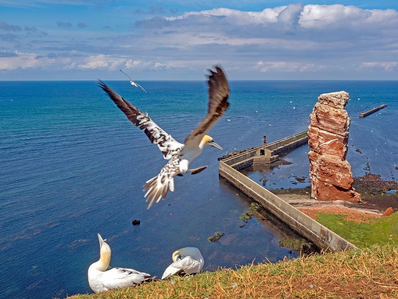 Helgoland: Gannets and Lange Anna by Katrin May
