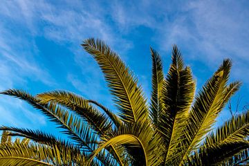 Palmbladeren tegen een blauwe lucht van Dieter Walther