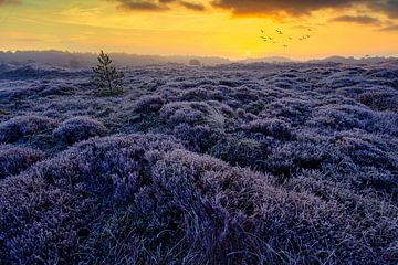 Rijp vlakte met heide van peterheinspictures