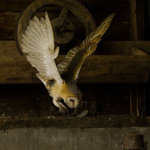 Barn owl in an old barn