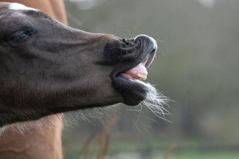 foal by Maaike Krimpenfort