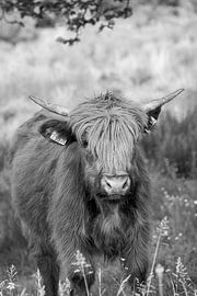 Young Scottish highlander in black and white by Marjoke van Hees