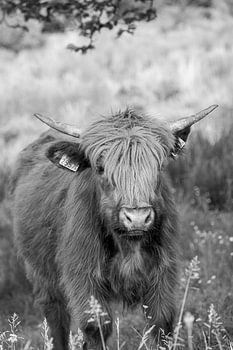 Junger schottischer Highlander in Schwarz und Weiß