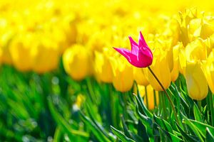 Im Frühling in einem Tulpenfeld stehen