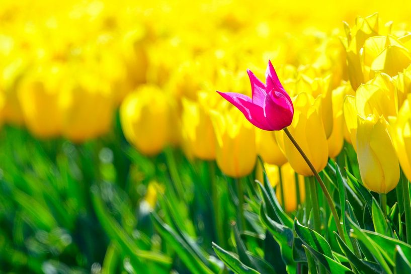 Standing out in a field of tulips during springtime by Sjoerd van der Wal Photography