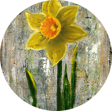 Bloeiende Narcis op een vroege lentedag van StudiJoannArt