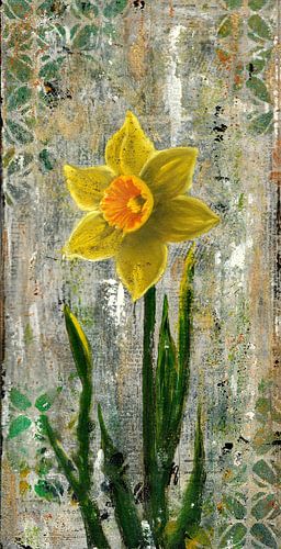 Flowering Daffodil on an early spring day