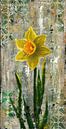 Flowering Daffodil on an early spring day by StudiJoannArt thumbnail