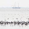 Rastende Vögel und Segelschiff auf dem Watt von Anja Brouwer Fotografie