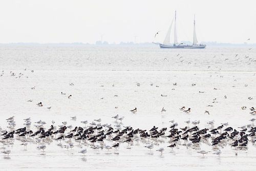 Rustende vogels en zeilschip op het wad