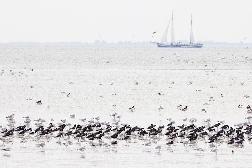 Oiseaux au repos et voilier sur les vasières par Anja Brouwer Fotografie