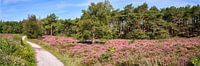 Schoorlse duinen in panorama met paarse heide