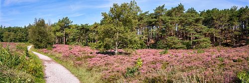Schoorl dunes in panorama with purple heather by eric van der eijk
