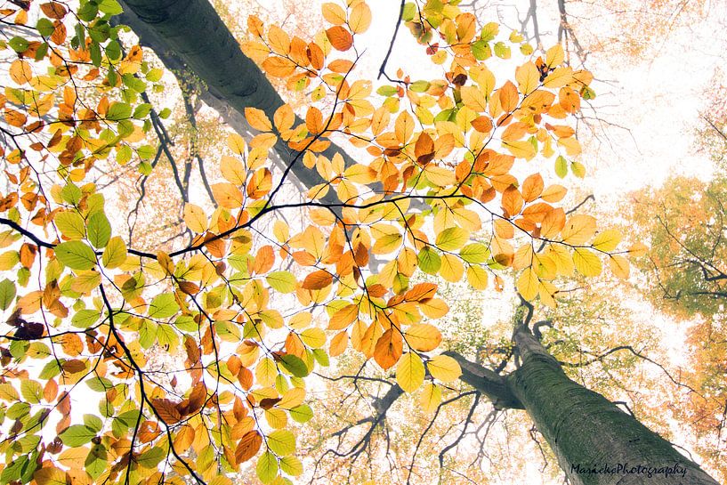 Double tree von Marieke van der Doef
