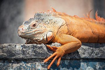 Orange monitor lizard in Balinese temple