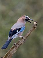 Jay