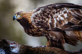 Les yeux de l'aigle royal sur Wessel Veenbrink