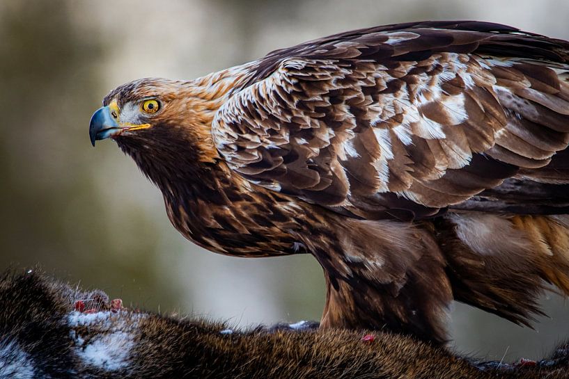 Les yeux de l'aigle royal par Wessel Veenbrink