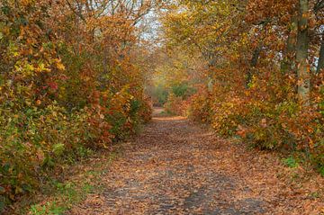 Herbst in Someren-Heide von arie oversier