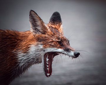 Yawning fox by Jeffrey Hoorns