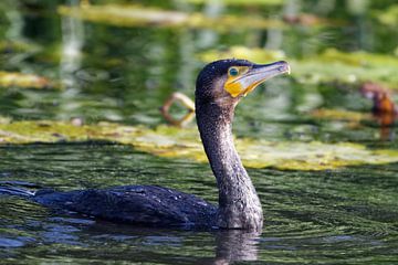 Kormoran - Fishermans Friend von Ostfriesenfotografie