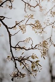 Blossom 4 - Isis Sturtewagen by Isis Sturtewagen