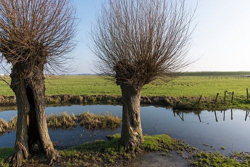 polder landschap met knotwilgen