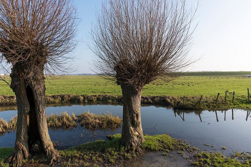 polder landschap met knotwilgen van Jan Pott
