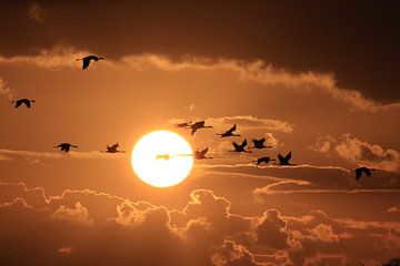 Silhouettes of Cranes( Grus Grus) at Sunset, Baltic Sea, Germany by Frank Fichtmüller