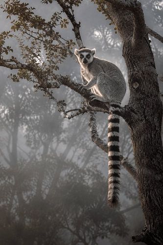 Lémurien à queue annelée dans la Forêt Brumeuse – Photographie animalière d'art