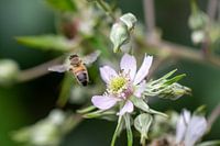 To bee there or not to bee there, that’s the question