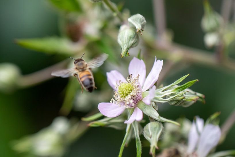 Y être ou ne pas y être, telle est la question. par Erwin van Eekhout
