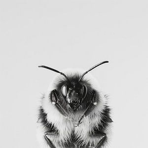 Makroaufnahme einer Hummel in Schwarz-Weiß