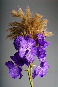 Orchidee met paarse kleur van Björn van den Berg