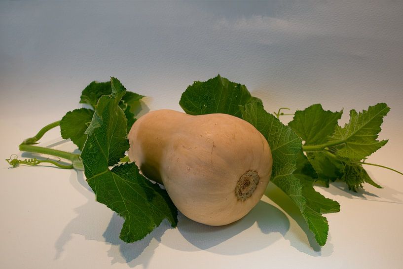 Le potiron, le légume d'automne par excellence par Henri Lombaerts