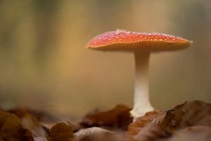 Herbstszene: Fliegenpilz