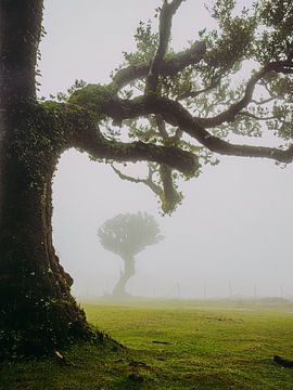 Demi-arbre mystique sur Michael Schulz-Dostal