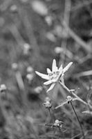 enkele alpine edelweiss in zwart/wit stijl in staand formaat