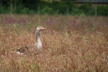 Gans in het veld 2.0 van Rianne de Heij