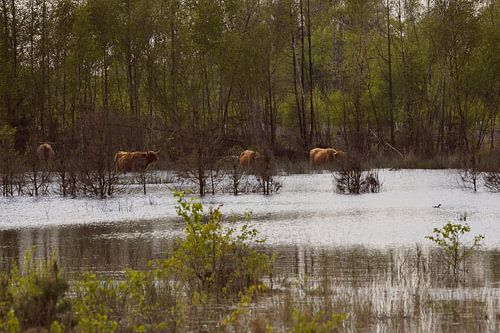 Highlanders in Brabant