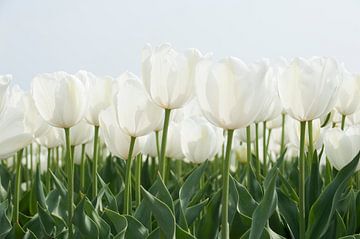 Tulipes blanches sur Franke de Jong