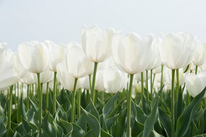 White tulips by Franke de Jong