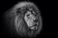 The king