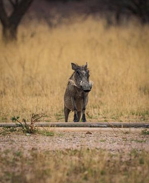 Warzenschwein Pumbaa im Etosha Nationalpark, Namibia Afrika von Patrick Groß