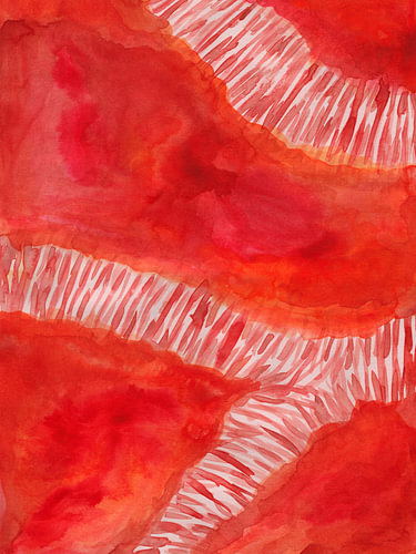 Coral Flow 1