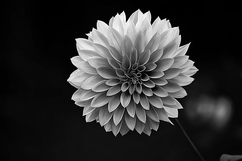 Bloemenportret van een dahlia – zwart-wit