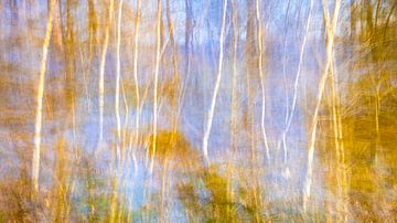 blauw water en blanke berken