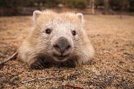 Wombat - Knuffel - Wombat - Australië Wild dier van Jiri Viehmann thumbnail
