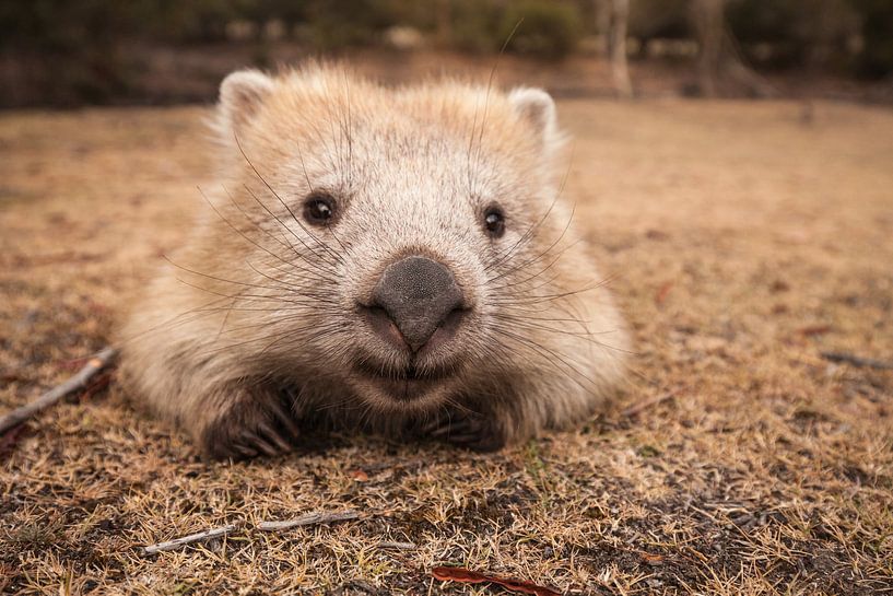 Wombat - Knuddel - Wombat - Australiens  Wildtier von Jiri Viehmann